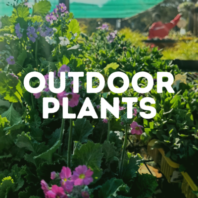 OUTDOOR PLANTS