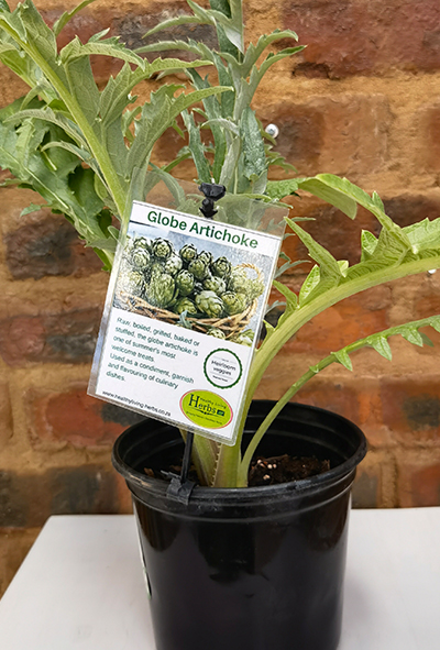 Globe Artichoke