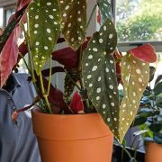 Begonia Polka dot