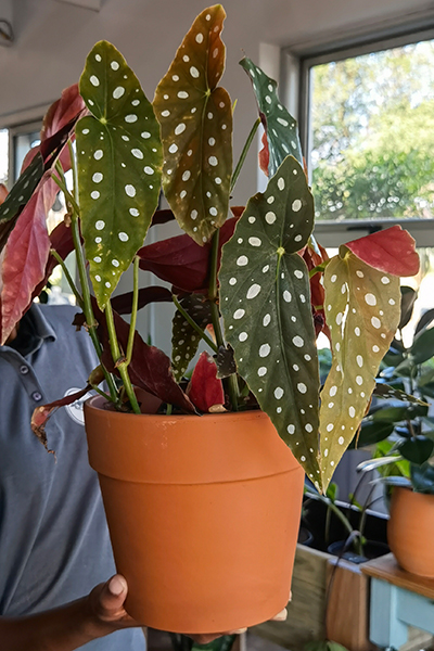 Begonia Polka dot