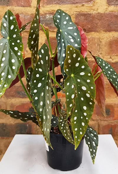 Begonia Polka dot