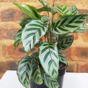 Calathea Freddie 14cm