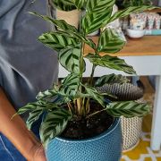 Calathea Freddie 14cm