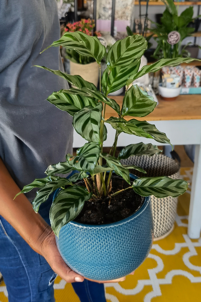 Calathea Freddie 14cm