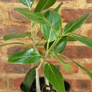 Ficus Audrey 19cm