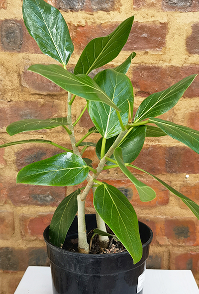 Ficus Audrey 19cm