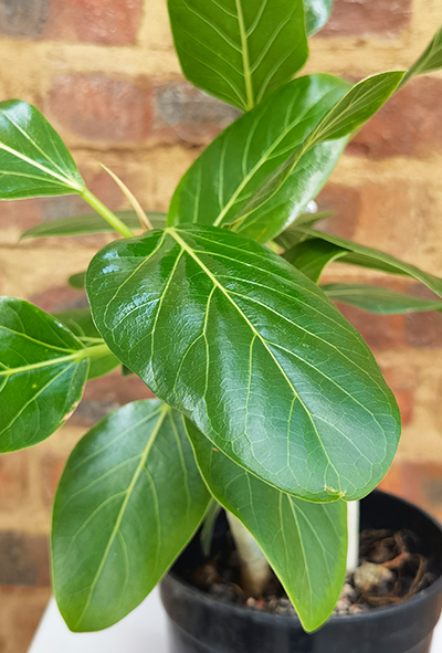 Ficus Audrey 19cm