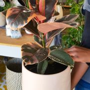 Ficus Elastica Ruby 19cm with grow pot