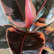 Ficus Elastica Ruby 19cm with grow pot