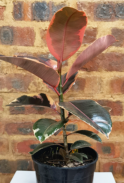 Ficus Elastica Ruby 19cm with grow pot