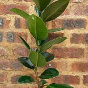 Ficus Elastica Abijan 19cm
