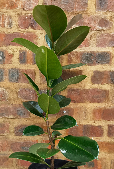 Ficus Elastica Abijan 19cm