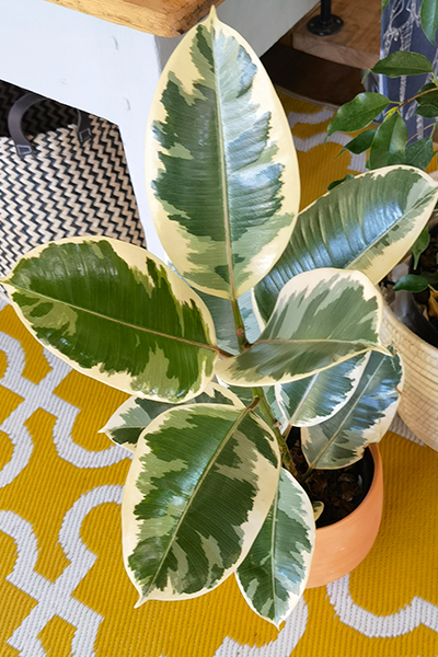 Ficus Elastica Tineke 19cm without pot