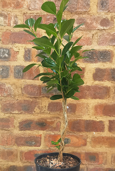 Ficus Moclame Braided