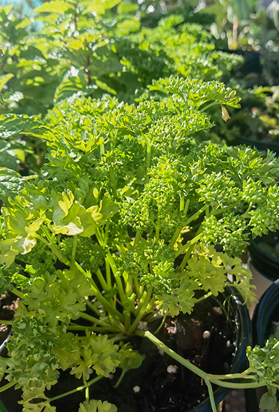 Parsley