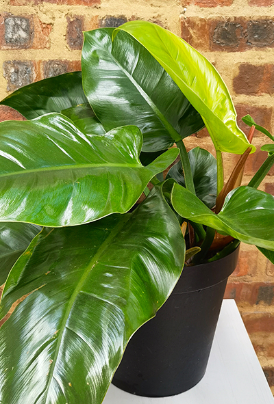 Philodendron Imperial Green 30cm