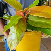 Philodendron Prince of Orange 16.5cm