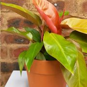 Philodendron Prince of Orange 16.5cm