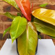 Philodendron Prince of Orange 16.5cm