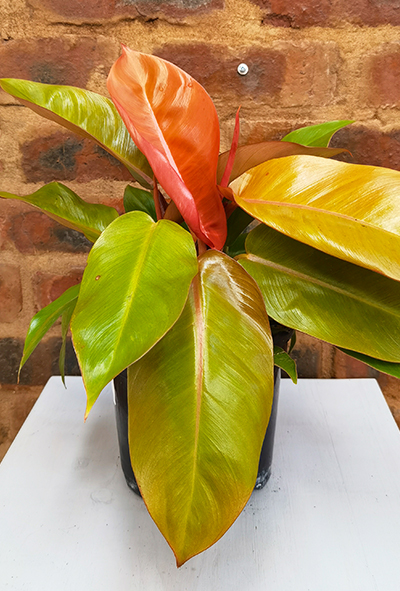 Philodendron Prince of Orange 16.5cm