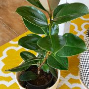 Ficus Elastica Abijan 19cm