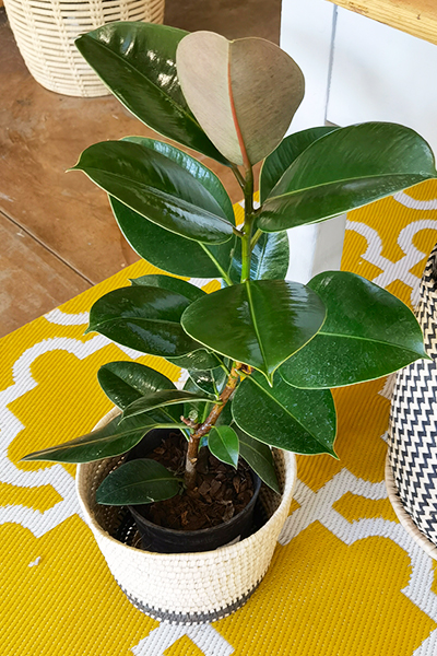 Ficus Elastica Robusta 19cm