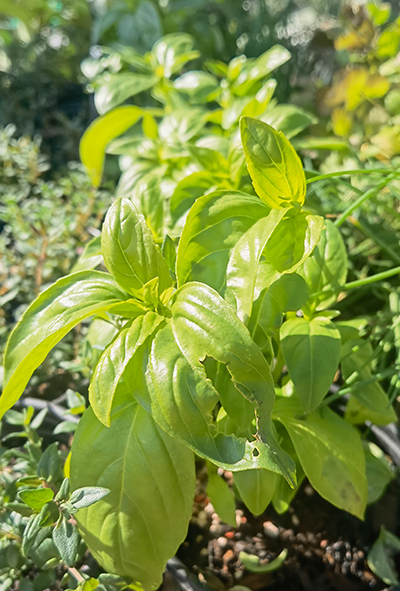 Basil