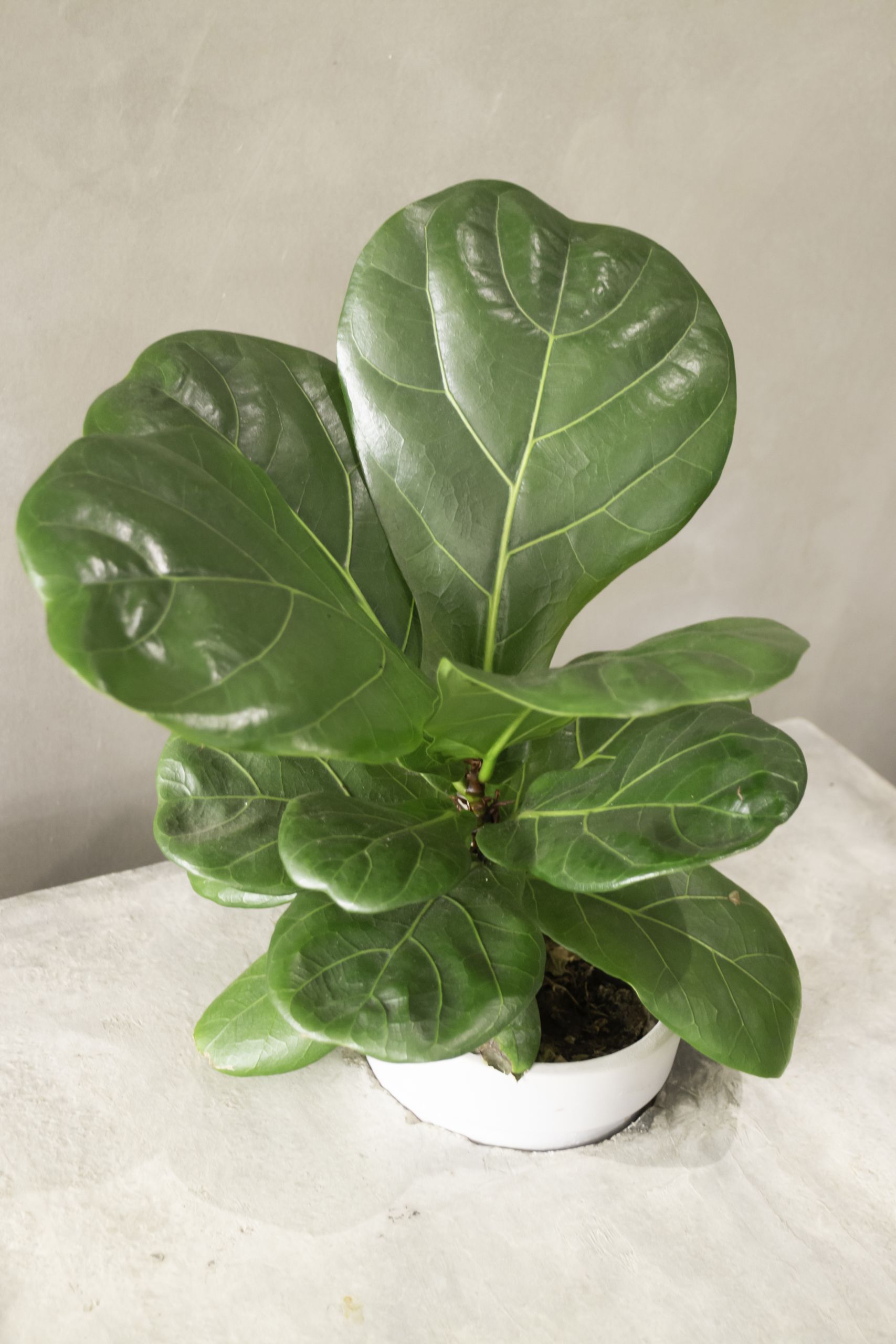 Ficus Lyrata Bambino 14cm