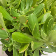 Sedum Dendroideum 15cm pot