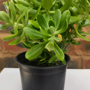 Sedum Dendroideum 15cm pot
