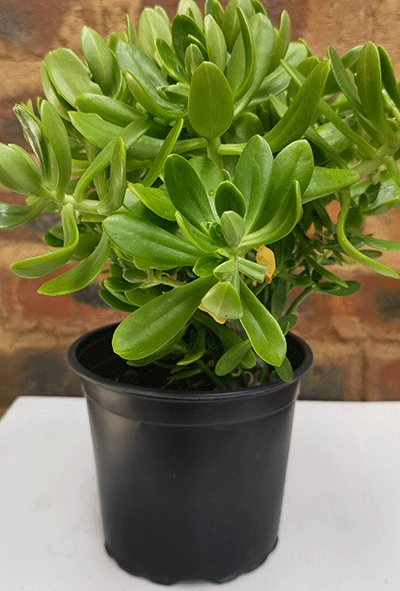 Sedum Dendroideum 15cm pot