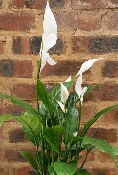 Spathiphyllum 14cm ( without pot )