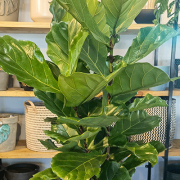 Ficus Lyarata 30cm -1pp – Large