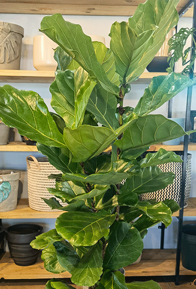 Ficus Lyarata 30cm -1pp – Large