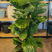 Ficus Lyarata 30cm -1pp – Large