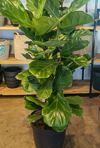 Ficus Lyarata 30cm -1pp – Large