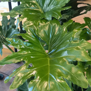 Philodendron Selloum 23cm