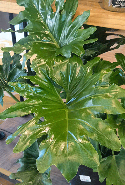 Philodendron Selloum 23cm