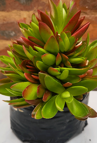 Crassula Campfire