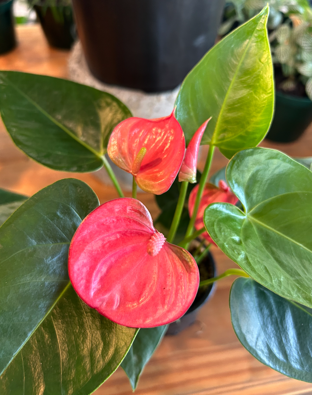 Anthurium 14 cm