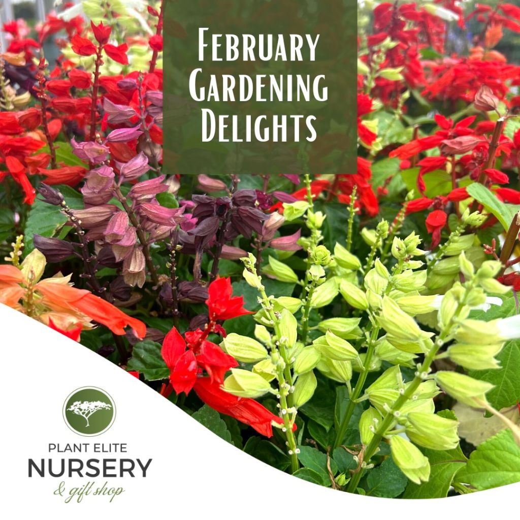 February Gardening Delights