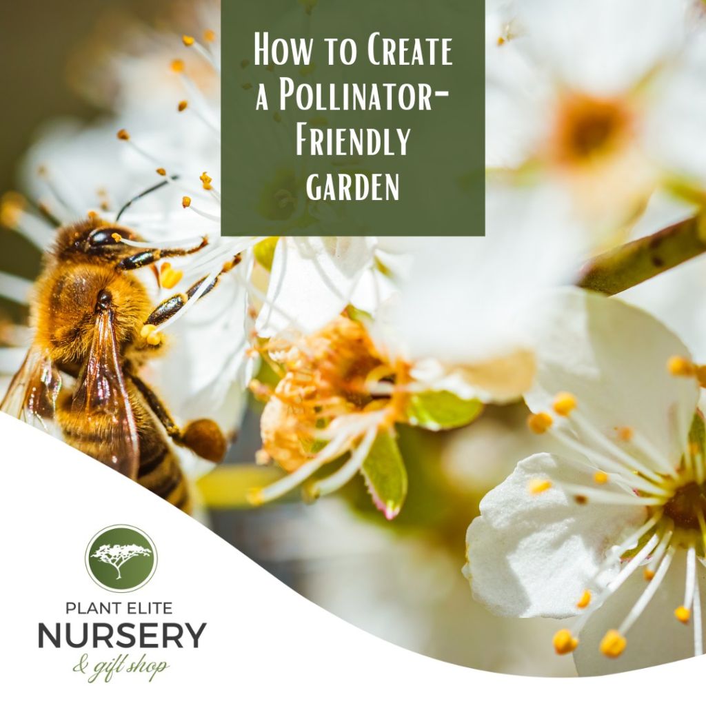 How to Create a Pollinator-Friendly