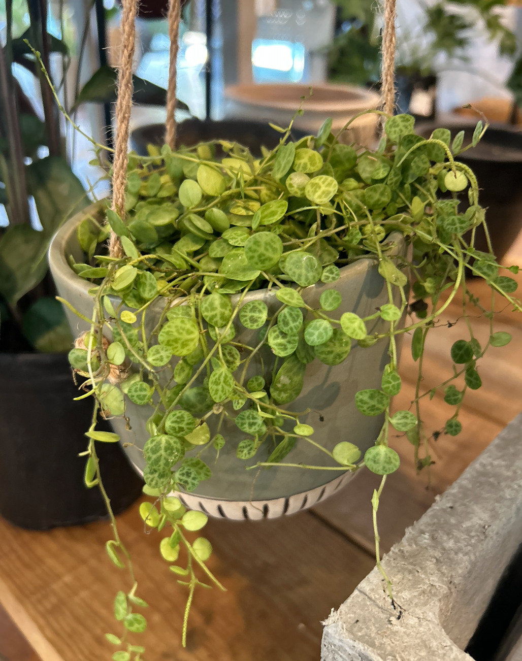 Peperomia Prostate hanging basket 12cm (