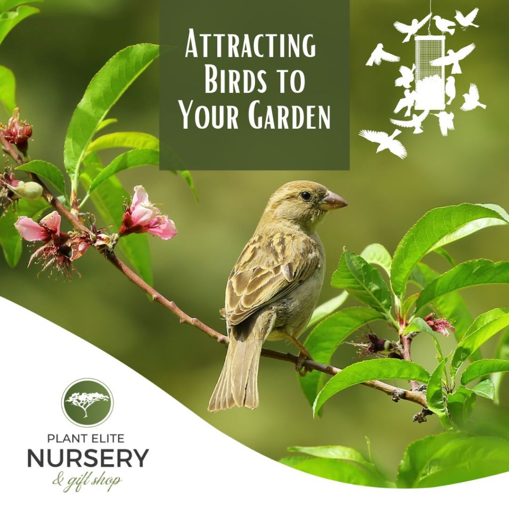 Expert Tips on Attracting  Birds to Your Garden