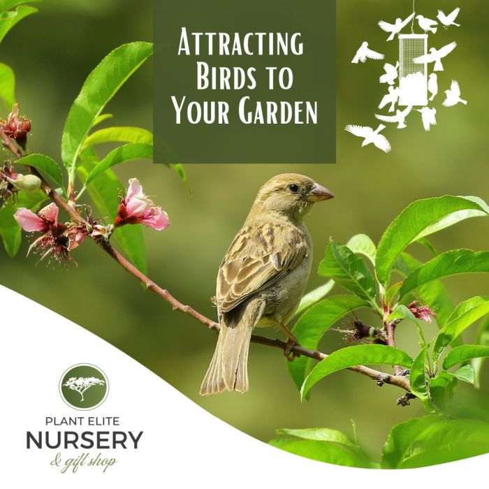 Expert Tips on Attracting Birds to Your Garden