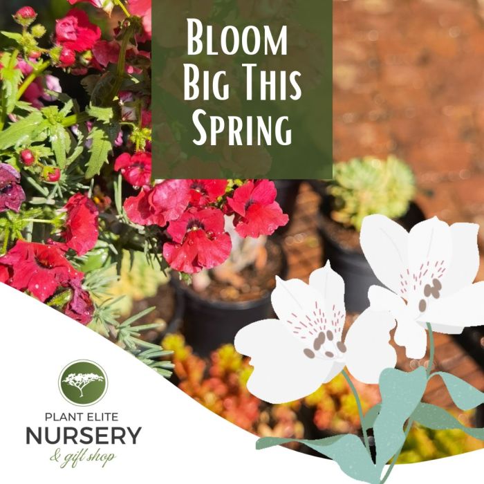 Bloom Big this Spring