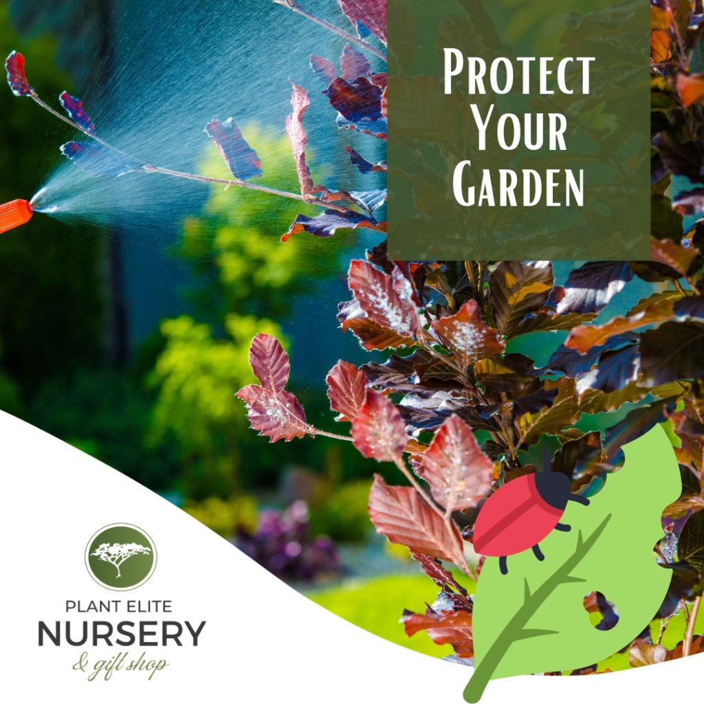 Keep Your Garden Pest-Free: Key Plant Pests and Diseases to Tackle Now
