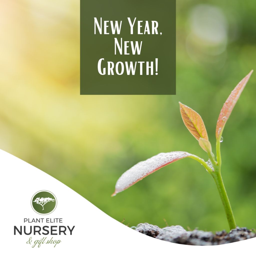 New Year, New Growth!